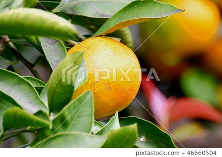 Mikan becoming Mitaka Nakahara 46660504