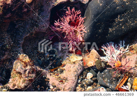 海獺，海藻，海， 46661369