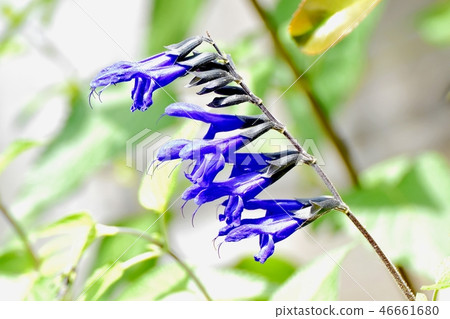 開花在三鷹中原的Salvia garanicica 開花在三鷹中原的Salvia garanicica 46661680