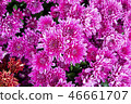 Shilin official residence chrysanthemum exhibition 46661707