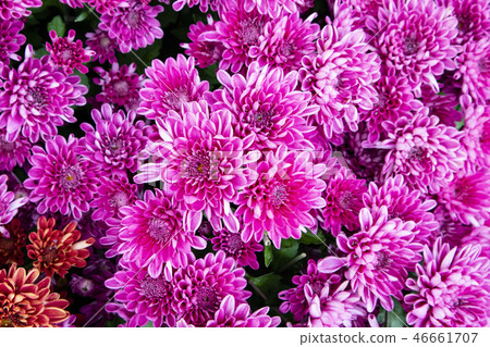 Shilin official residence chrysanthemum exhibition 46661707
