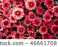 Shilin official residence chrysanthemum exhibition 46661708