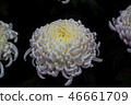 Shilin official residence chrysanthemum exhibition 46661709