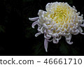 Shilin official residence chrysanthemum exhibition 46661710