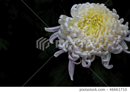 Shilin official residence chrysanthemum exhibition 46661710