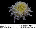 Shilin official residence chrysanthemum exhibition 46661711