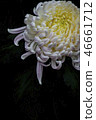 Shilin official residence chrysanthemum exhibition 46661712