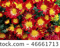 Shilin official residence chrysanthemum exhibition 46661713