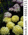 Shilin official residence chrysanthemum exhibition 46661715
