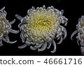 Shilin official residence chrysanthemum exhibition 46661716