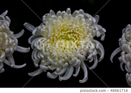 Shilin official residence chrysanthemum exhibition 46661716