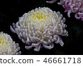 Shilin official residence chrysanthemum exhibition 46661718