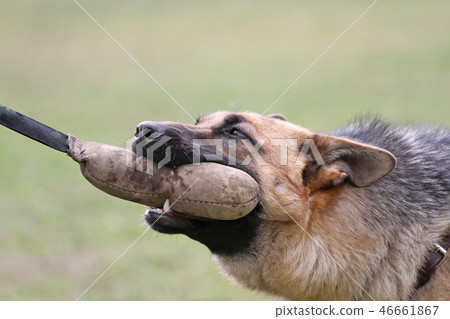 German Shepherd Dog puppy training. 46661867