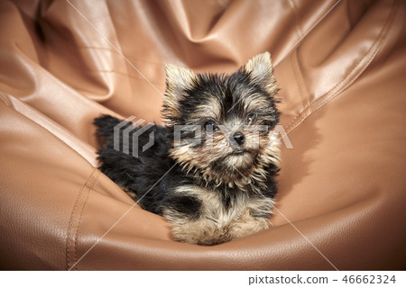 Yorkshire Terrier puppies Yorkshire Terrier puppies 46662324