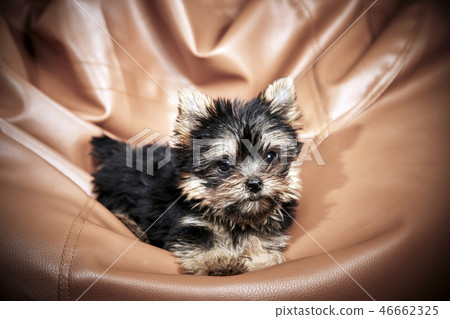 Yorkshire Terrier puppies Yorkshire Terrier puppies 46662325