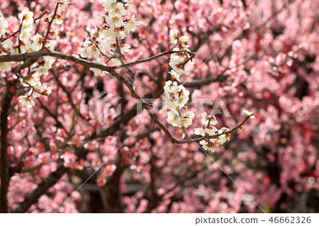 Plum garden Plum garden 46662326