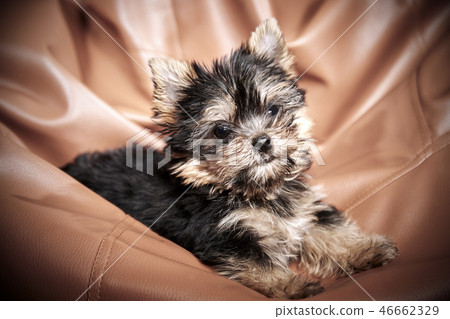Yorkshire Terrier puppies 46662329