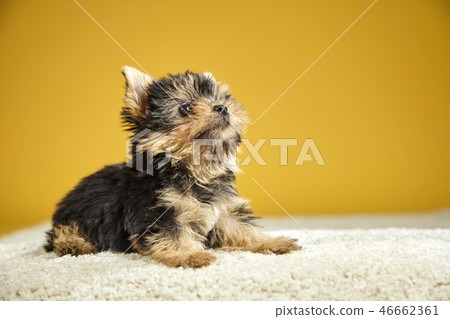Yorkshire Terrier puppies 46662361