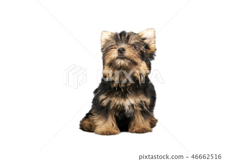 Yorkshire Terrier puppies Yorkshire Terrier puppies 46662516