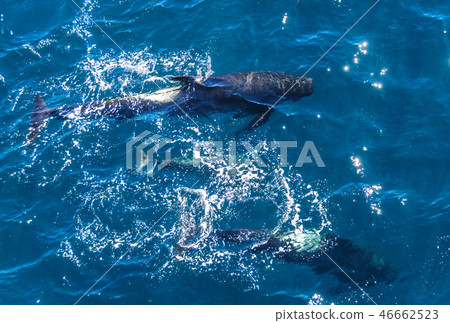 Long-finned Pilot Whales 46662523