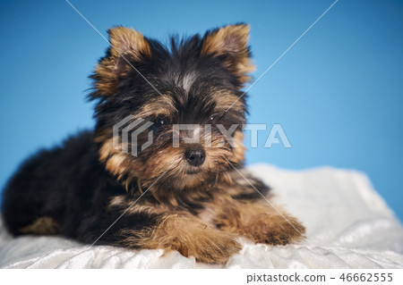 Yorkshire Terrier puppies Yorkshire Terrier puppies 46662555