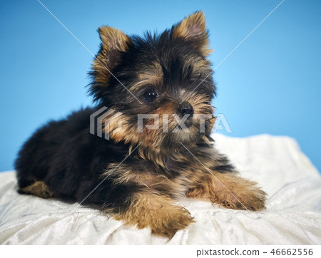 Yorkshire Terrier puppies Yorkshire Terrier puppies 46662556