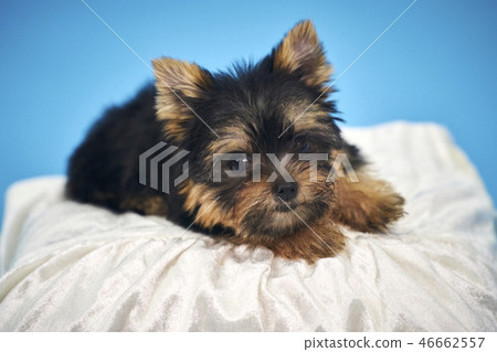 Yorkshire Terrier puppies Yorkshire Terrier puppies 46662557