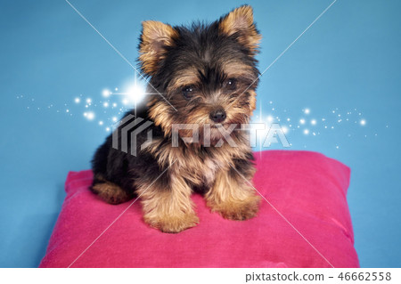 Yorkshire Terrier puppies Yorkshire Terrier puppies 46662558