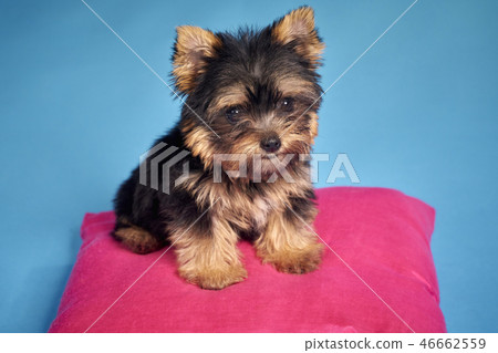 Yorkshire Terrier puppies Yorkshire Terrier puppies 46662559
