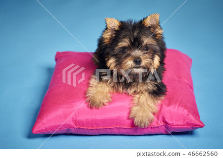 Yorkshire Terrier puppies Yorkshire Terrier puppies 46662560
