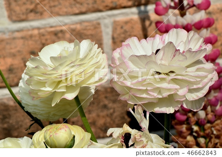 Hanakinpoge blooming in Mitaka Nakahara 46662843