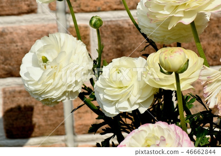 Hanakinpoge在三鷹中原開花 46662844