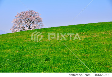 Somei Yoshino山 46663052