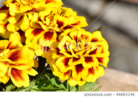 Brown blooming in Mitaka Nakahara and yellow marble gold marigold 46663146