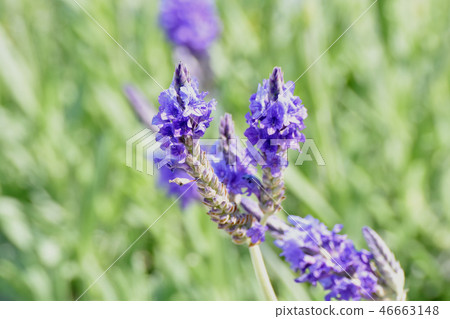 在三鷹中原（蕾絲薰衣草）盛開的薰衣草 46663148