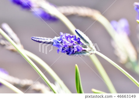 在三鷹中原（蕾絲薰衣草）盛開的薰衣草 46663149