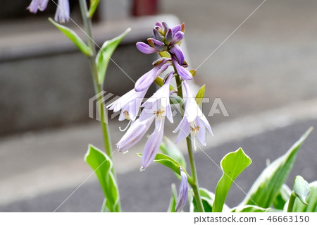 Giboshi盛開在三鷹中原 46663150