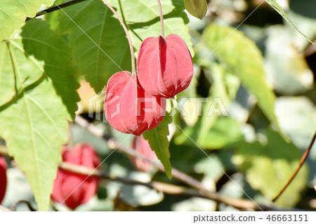 開花在三鷹中原的提洛爾燈 46663151