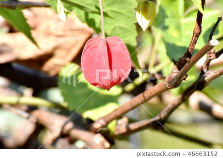 開花在三鷹中原的提洛爾燈 46663152