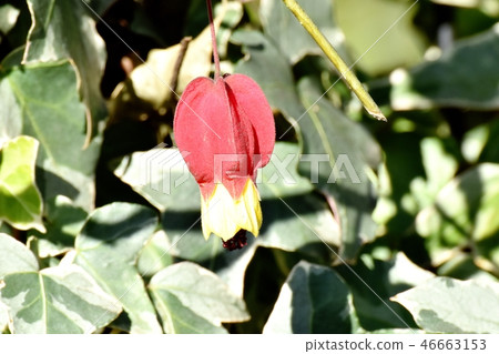 開花在三鷹中原的提洛爾燈 46663153