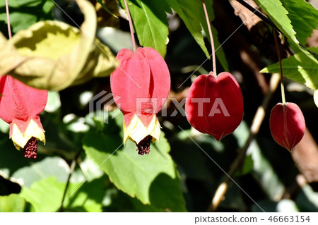 開花在三鷹中原的提洛爾燈 46663154