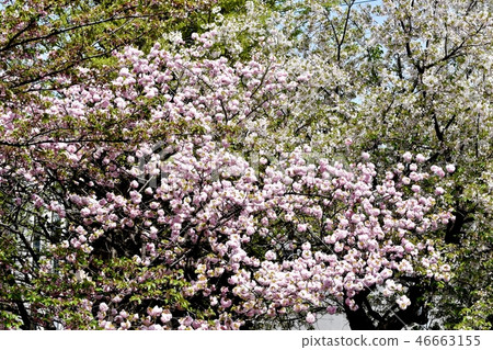 Yaezakura blooming in Mitaka Nakahara 46663155
