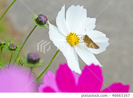 蝴蝶和白色波斯菊 蝴蝶和白色波斯菊 46663167
