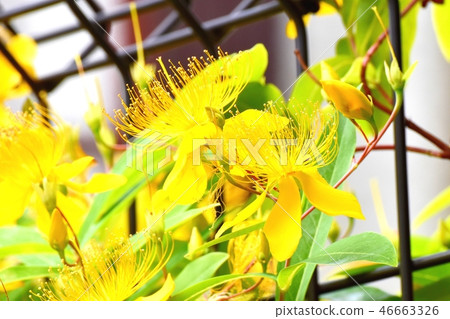 Byou willow blooming in Mitaka Nakahara 46663326