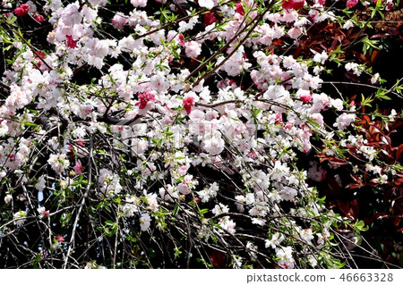 雙重開花的嵌合體梅花在三鷹中原 46663328