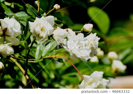 White mockybow blooming in Mitaka Nakahara 46663332