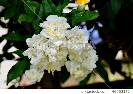 開花在三鷹中原的白色mockybow 開花在三鷹中原的白色mockybow 46663372