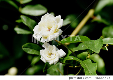 開花在三鷹中原的白色mockybow 46663373