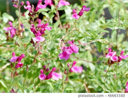 開花在三鷹中原的Salvia microfilla 46663380