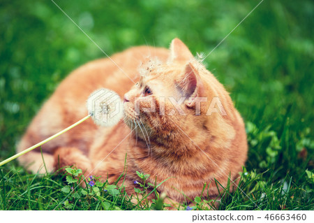 Cat enjoying spring and sniffing blowball Cat enjoying spring and sniffing blowball 46663460